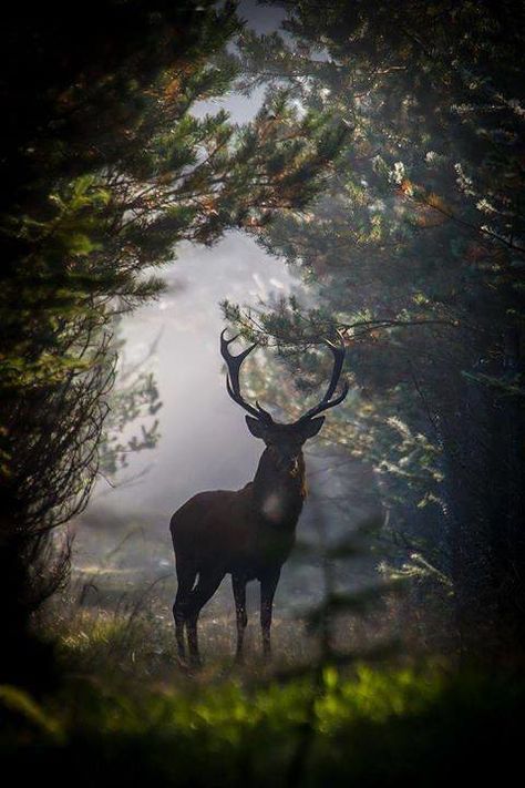 Photo | #daughteroftheforests June 04 2018 at 07:45PM | beautifulmysteriousforests | Flickr Lukisan Lanskap, Photo Animaliere, Deer Stags, Mule Deer, Red Deer, Manx, A Deer, Woodland Creatures, Nature Animals