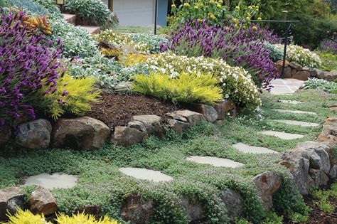 ground cover Wooly Thyme, Growing Thyme, Thyme Plant, Evergreen Groundcover, Creeping Thyme, Fall Bulbs, Fine Gardening, Mediterranean Garden, Country Garden