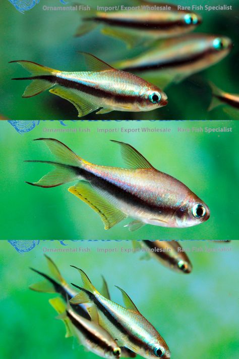 Undersea World, Exotic Fish, Phish, The Emperor, Aquarium Fish, Fresh Water, Most Popular, Fish, Water