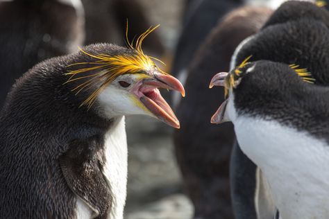 royal penguins - "MY hair?!  What about your hair??" Royal Penguin, Wild Duck, Cute Penguins, Sea Birds, My Hair, Rats, Penguins, Blonde Hair, Paradise