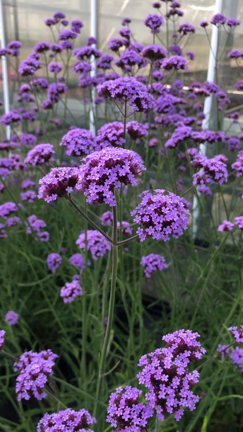 Kaktus Dan Sukulen, Echinacea Benefits, Verbena Bonariensis, Funny Vine, Herbaceous Border, Purple Garden, Have Inspiration, Beautiful Flowers Garden, Garden Cottage