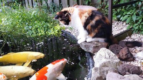 Lola loves our koi fish :) Kittens Calico, Cat References, Cat Reference, Cat People, Calico Cat, Catfish, Koi Fish, Koi, Cats And Kittens