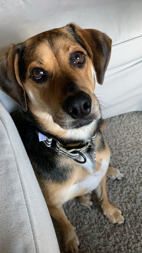 Beagle Shepherd Mix Dalmatian Mix, German Shepherd Mix, Shepherd Mix Dog, Beagle Mix, Dog People, Pitbull Mix, Animal Gifs, Funny Animal Videos, Animals Friends