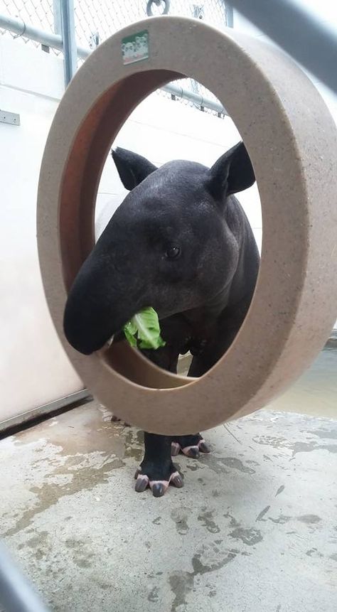 The Lipped Ring, great for hiding food! Hoofstock Enrichment, Primate Enrichment, Zoo Enclosures, Zoo Enrichment, Enrichment Projects, Animal Enrichment, Dog Enrichment, Zoo Animal, In Distress