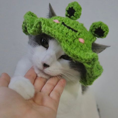 W o o l l y f u l l on Instagram: "Gorrito de rana sonrojada para mascota 🐸 Hermoso bucket hat de ranita sonrojada para mascota con cuerdita hecho a la medida📏 Lleva este hermoso accesorio por: 🐱🐶Gato y perro pequeño $16.000 🐶perro mediano $26.000 🐶 perro grande $36.000 Para mas información escríbenos por dm . . #cats #rana #crochet #woollyfull #crochetinspiration #cottagecore #fairycore #gatos #fairygrunge #emprendimiento #aesthetic #crochetcolombia #hechoamano #mujeremprendedora #comprac F U, Bucket Hat, Ash, Hats, Crochet, Dogs, On Instagram, Instagram, Kawaii