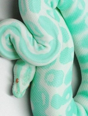 17 Hypnotically Colorful And Ridiculously Good Looking Snakes - I Can Has Cheezburger? White Snake, Snakes, About Us, Green, Blue, White