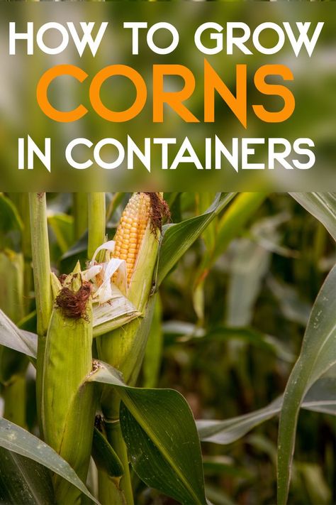 Many people do not think about using containers for growing corn and yields will be lower than when growing corn in the garden. With the right containers and good conditions, you can get the highest yield possible by planting corn in your garden beds. Grow Bags Gardening, Diy Grow Bags, Grow Bag Garden, Peaches And Cream Corn, Planting Corn, Shade Plants Container, Grow Corn, Patio Container Gardening, Food Forest Garden