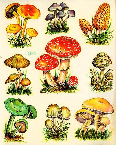 Vintage Meyercord Butterfly decals. 9 Mushrooms/Toadstools. You can use these for any of your craft projects like altered art, collage, scrapbooking. Mushroom Pictures, Mushroom Tattoos, Butterfly Decal, Mushroom Drawing, Vintage Mushroom, Mushroom Fungi, Vintage Kitsch, Mushroom Art, Botanical Illustration