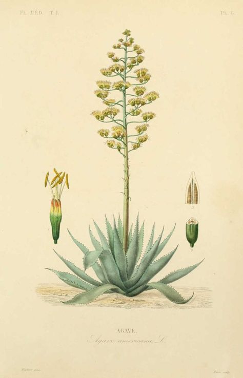 Agave.: Agave Americana, Illustration Botanique Vintage, Vintage Botanical Illustration, Antique Botanical Print, Botanical Illustration Vintage, Illustration Botanique, Aloe Plant, Agave Plant, Vintage Botanical Prints