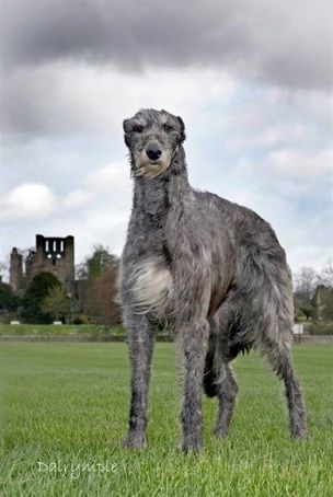 Ch. Cotherstone Duchenne - Cotherstone Deerhounds Deer Hound, Irish Wolfhound Puppies, Irish Wolfhound Dogs, Wolfhound Dog, Giant Dog Breeds, Scottish Deerhound, Sight Hounds, Tattoo Animal, Irish Wolfhounds