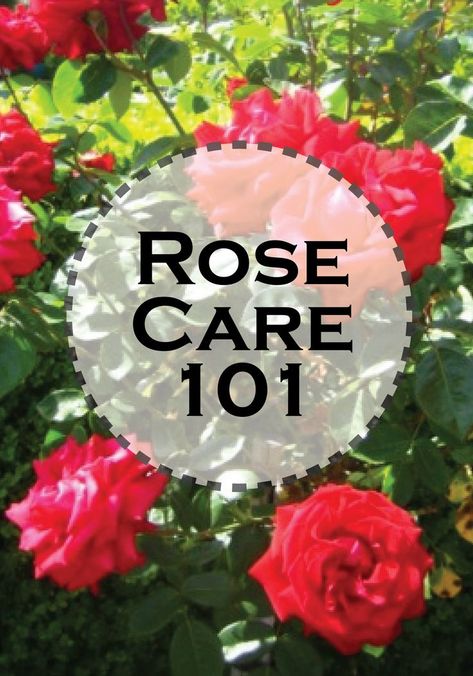 Roses Garden Care, Rose Bush Care, Rose Garden Landscape, Rose Plant Care, Pruning Roses, Miniature Roses, Rose Garden Design, Rose Bushes, Rose Plant