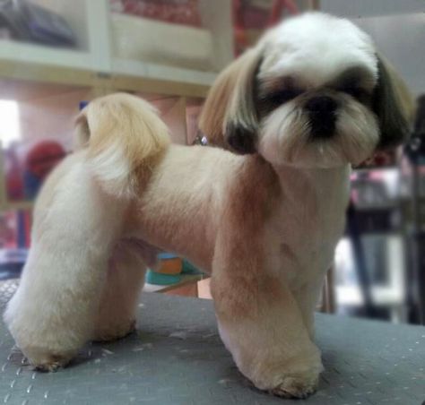 Shih tzu Perro Shih Tzu, Shih Tzu Haircuts, Chien Shih Tzu, Shitzu Dogs, Dog Grooming Styles, Shih Tzu Grooming, Creative Grooming, Shih Poo, Puppy Cut