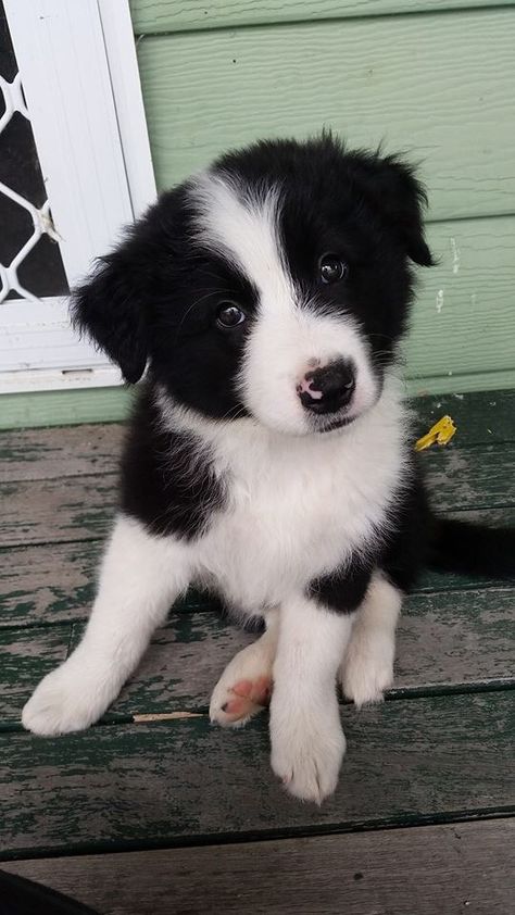 Boarder Collie Aesthetic, Cute Border Collie Puppies, Black And White Dog Aesthetic, Border Collie Puppy, Black Puppy, Cute Borders, Collie Puppies, Border Collie Puppies, Really Cute Dogs