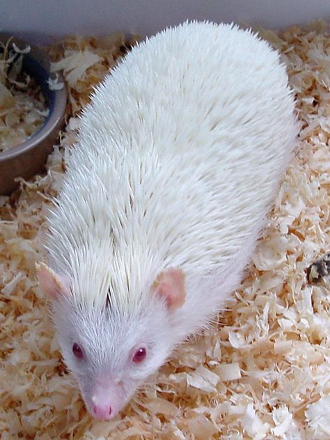 Rare - White Hedgehog. by scorpionbee on DeviantArt White Hedgehog, Hedge Hogs, Albino Hedgehog, African Hedgehog, Pet Hedgehog Aesthetic, Hedgehog Screaming At The Ground, Rare Albino Animals, African Pygmy Hedgehog, Pygmy Hedgehog