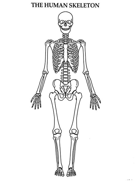 Skeleton Body Drawing, Anatomical Heart Drawing, Human Skeleton Model, Biology Drawing, Human Skeletal System, Skeleton Body, Calming Pictures, Earth Day Projects, Skeleton Model