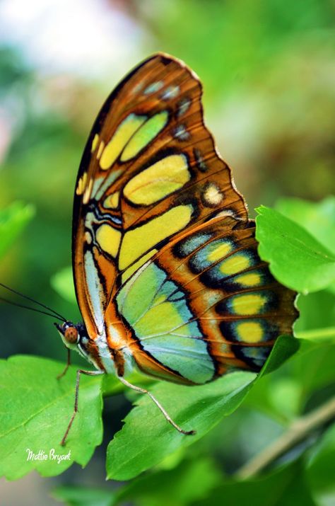 Malachite Butterfly, Insect Photography, Butterflies Flying, Beautiful Bugs, Butterfly Pictures, Butterfly Kisses, Airbrush Art, Macro Photos, Butterfly Art