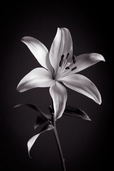 Lili Flowers, Lilly Tattoo Design, Lilly Flower, Lily Tattoo, Black And White Flowers, Flower Tattoo Designs, Chiaroscuro, Black And White Pictures, White Photo