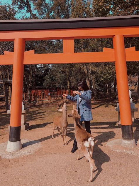 This Is The Best Kyoto Day Trip! Nara, Japan Deer Park Nara Japan Aesthetic, Things To Do In Nara Japan, Nara Deer Park, Nara Park Japan, Kyoto Day Trip, Japan Nara Deer Park, Japan Pics, Nara Japan Deer, Deer Japan