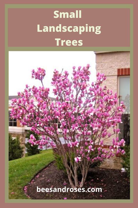 Small Landscaping Trees: Front Yards, Curb Appeal, Backyard Ideas, Best Ann Magnolia, Fragrant Flowers Garden, Trees For Front Yard, Landscaping Trees, Jardim Diy, Lilac Tree, Garden Shrubs, Magnolia Trees, Home Landscaping