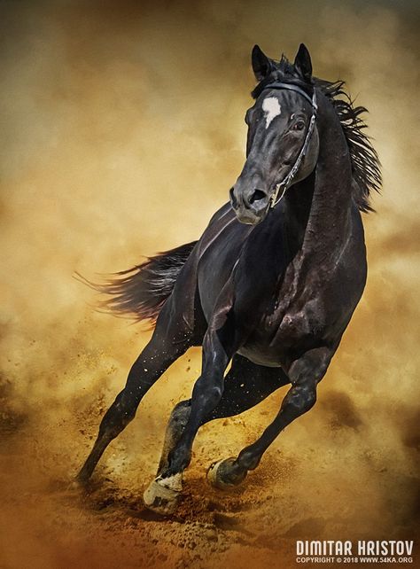 Black Horse – Running Wild photography photomanipulation featured equine photography animals  Photo Black Horse Running, Horse Running, Wild Animals Photography, Cai Sălbatici, Wild Photography, Photography Animals, Wild Animals Pictures, Black Horses, Most Beautiful Horses