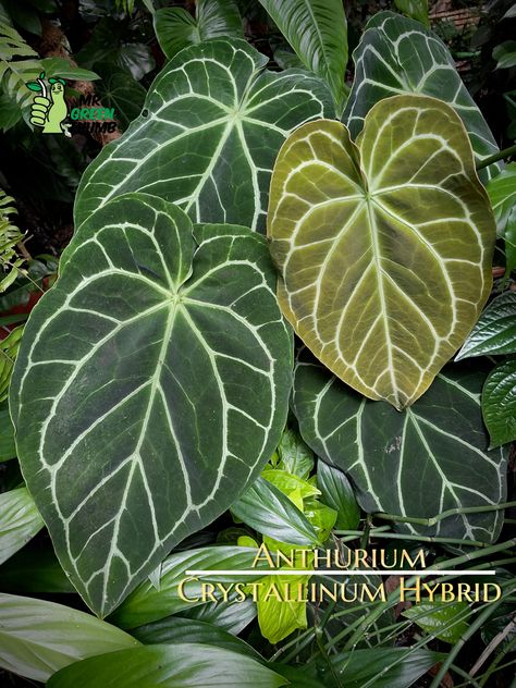 Anthurium Crystallinum, Amazing Plants, Plants Garden, Rare Plants, Oasis, Plant Leaves, Plants, Green, Quick Saves