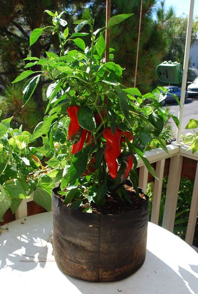 I want to plant in smart pots this year instead of my plastic pots...... Greenhouse Hydroponics, Peppers Growing, Pepper Growing, Journal Calligraphy, Grow Peppers, Growing Bell Peppers, Growing Peppers, Illustration Kitchen, Worm Castings