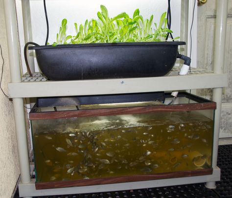 aquaponics | Our Mini Aquaponics System is also our Tilapia Nursery Commercial Aquaponics, Diy Aquaponics, Indoor Aquaponics, Aquaponics Kit, Aquaponics Greenhouse, Backyard Aquaponics, Aquaponics Plants, Aquaponics Fish, Aquaponics Diy