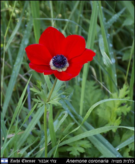 Anemone Coronaria, Lilies Of The Field, Birds Of Paradise Flower, Anemone Flower, Free Hd Wallpapers, Birds Of Paradise, Mural Art, Garden Center, Anemone