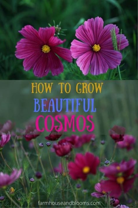 Cosmos Plant, Growing Cut Flowers, Annual Garden, Garden Solutions, Cosmos Flowers, Cut Flower Garden, Garden Containers, Annual Flowers, Flower Care