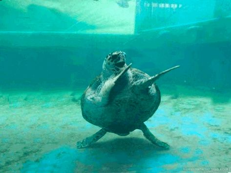 Dancing Turtle, Turtle Gif, Happy Turtle, Aw Yeah, Birthday Gif, Funny Happy, On The Ground, Animal Memes, 귀여운 동물