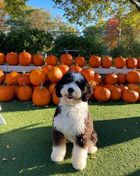 At Berdoodle, Bernedoodle Aesthetic, Merle Bernedoodle Full Grown, Bernedoodle Full Grown, Berne Doodle, Bernadoodle Puppy, St Berdoodle, Mini Bernedoodle, Dog Remedies