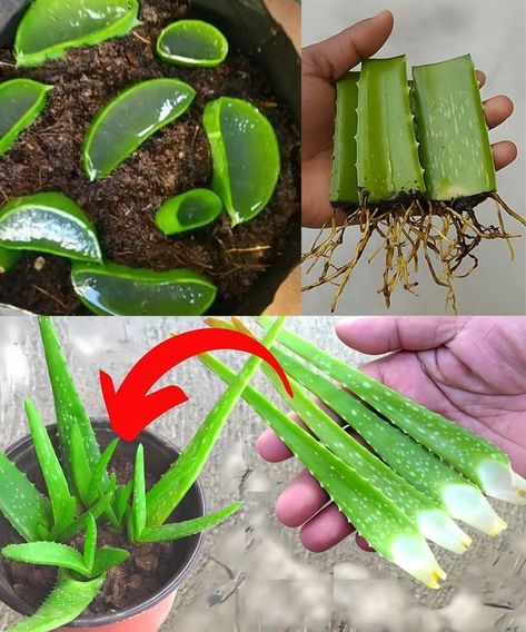 Plant Aloe Vera, Household Hacks, Easy Steps, Aloe Vera, Health Tips, It Works, Health, Plants