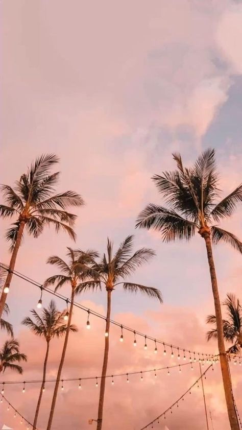 70+ Summer Aesthetic Wallpapers for Your Phone - Boss Babe Chronicles Summer Wallpaper Iphone, Summer Wallpaper, Aesthetic Summer, Summer Aesthetic, Wallpaper Iphone, Palm Trees, Iphone Wallpaper, Trees, Wallpapers