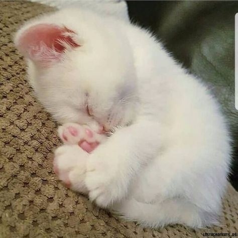 Focus Motivation, White Kitten, Cute Little Kittens, Söt Katt, Silly Cats Pictures, Cute Cats Photos, Super Cute Animals, Cute Animals Images, Dance Team