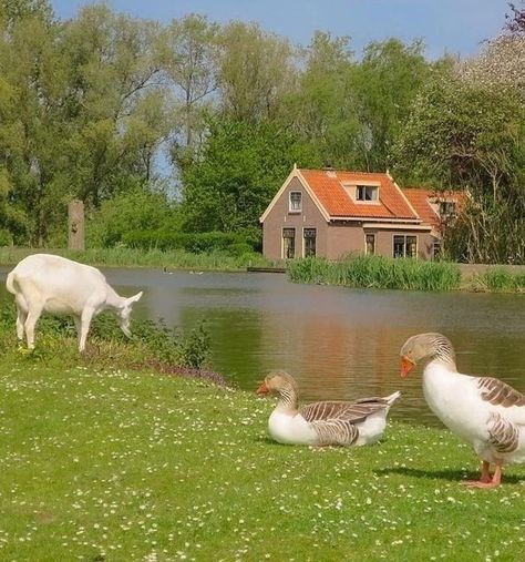 Fairy Aesthetic, Cottage Core Aesthetic, Cottage Life, Cottagecore Aesthetic, Nature Aesthetic, Green Aesthetic, Fairy Core, Cottage Core, Ducks