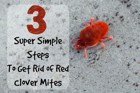 How to Get Rid of Clover Mites: Those Tiny Red Bugs - The Thrifty... Red Bugs Remedy, How To Get Rid Of Mites In House, Herbal Journal, How To Repel Flies, Clover Mites, Red Bugs, Bug Deterrent, Repel Flies, Red Insects