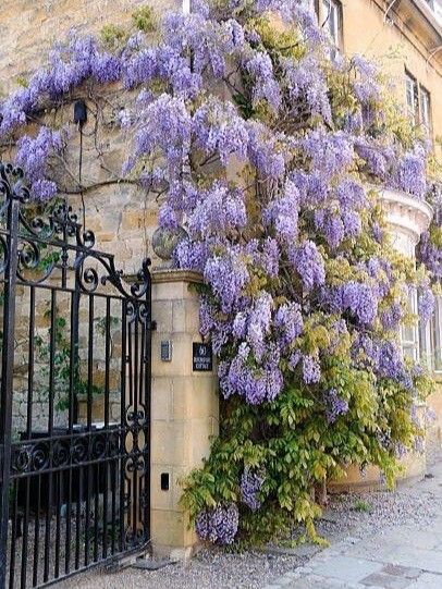 Wisteria Garden, Photo Products, House Wall, Garden Trellis, Outdoor Oasis, Beautiful Architecture, Garden Paths, Dream Garden, Wisteria