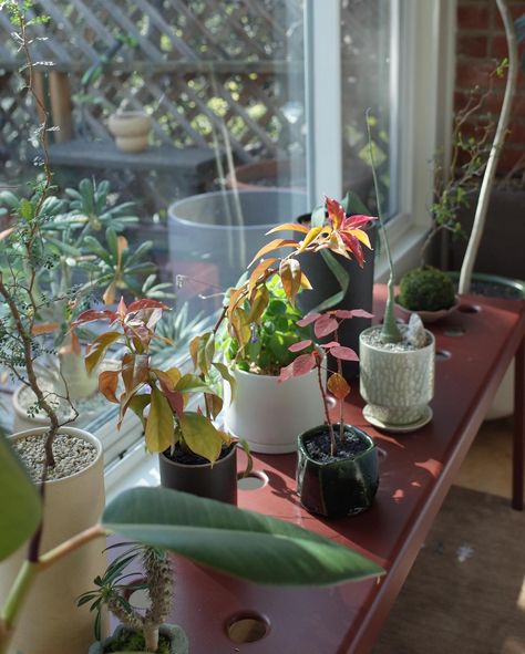 I use this bench in the bedroom to grow my succulent type plants and they love it here. It’s a south facing window so we get a ton of direct light. It’s getting a bit plant crowded up here, but i want to take advantage of this window. House Manifestation, Flat Ideas, In The Bedroom, The Bedroom, Future House, Indoor Plants, Succulent, To Grow, Love It