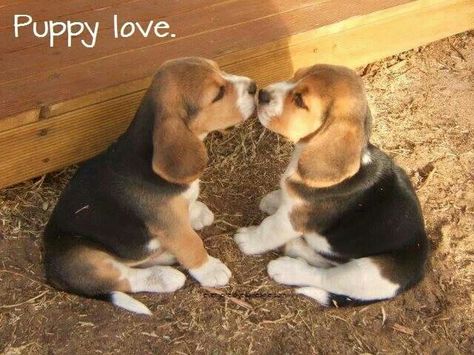 Love in it purest form! Puppy love! Dogs Collage, Watering Tomatoes, Beagle Puppies, Cute Beagles, Beagle Puppy, Beagle Dog, Dog Behavior, 귀여운 동물, Pitbull