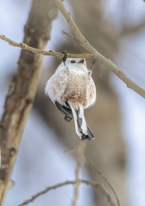 Japanese Snow Fairy Bird, Japanese Snow Fairy, Snow Fairies, Shima Enaga, Japanese Snow, Snow Birds, Fun Animals, Snow Fairy, Bird Hunting