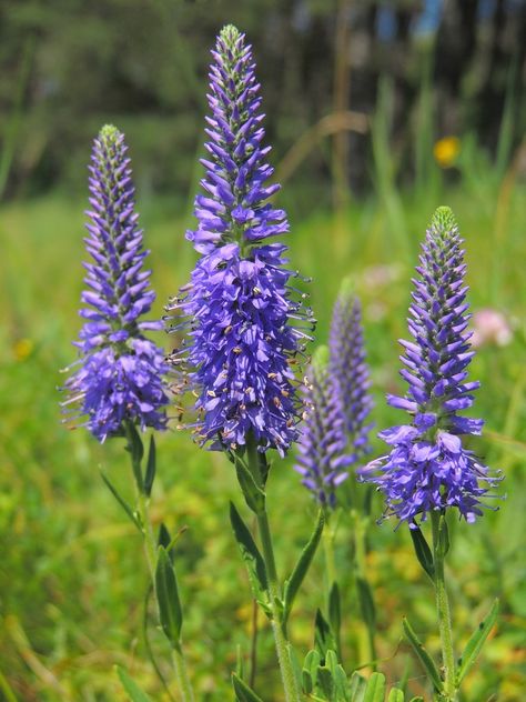 Speedwell Flower, Veronica Speedwell, Veronica Spicata, Texas Plants, Farm Nursery, Attracting Bees, Wildlife Gardening, Plant Spacing, Hardy Perennials