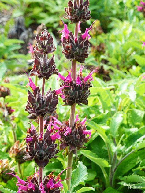 Low growing, mat-forming perennial hummingbird sage has fruity fragrant leaves and stalks of intense pink flowers in the spring. #gardening #gardenideas #gardenplants  #bhg Hummingbird Sage, Cottage Garden Plan, Purple Perennials, Understory Plants, California Native Garden, Fall Perennials, Pink Spring Flowers, Decorative Plants, California Native Plants