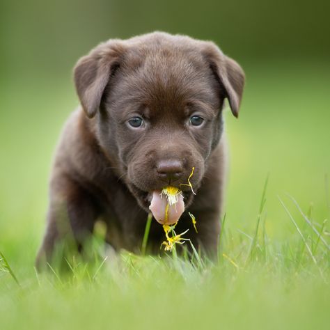 Yuck! But then again...why DO they do that? https://www.perfectpoop.dog/blogs/bernies-blog/why-do-dogs-eat-grass-and-throw-up Dogs Eating Grass, Upset Tummy, Types Of Grass, Upset Stomach, Beneficial Bacteria, Food To Go, Dog Parents, Dog Eating, First Place