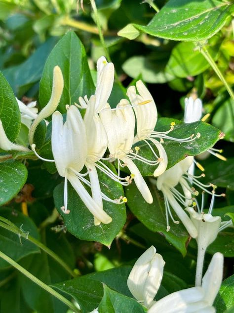 Lonicera japonica, Japanese honeysuckle and woodbine, Ornamental plant used in traditional Chinese medicine. White royalty free stock image Lonicera Japonica, Japanese Honeysuckle, Ornamental Plants, White Stock, Traditional Chinese Medicine, Chinese Medicine, White Photo, Traditional Chinese, Yellow Flowers