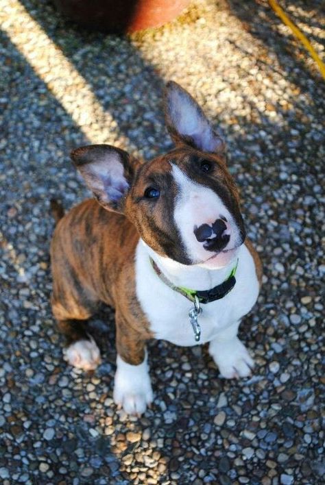 A beautifully marked English Bull Terrier Puppy, our next dog will be small & hopefully short-haired... American Bull Terrier, English Bull Terrier Puppy, Mini Bull Terriers, Miniature Bull Terrier, English Bull Terrier, Tattoo Animal, Bull Terrier Puppy, Dream Dog, American Pit Bull Terrier