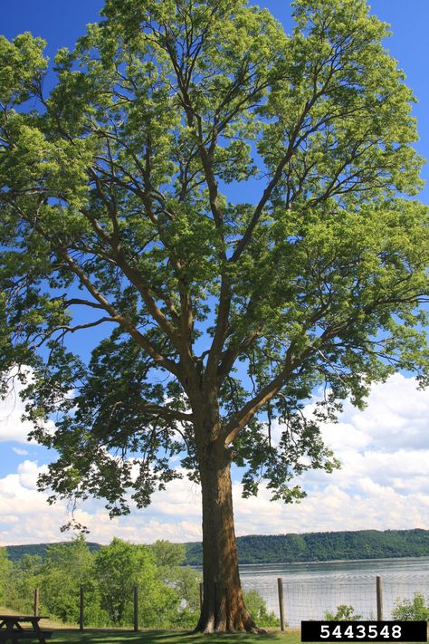 Hackberry tree Celtis Occidentalis, Hackberry Tree, Fast Growing Shade Trees, Ginkgo Biloba Tree, Farm Landscape, Farm Nursery, Funny Farm, Hobby Farm, Dream Barn