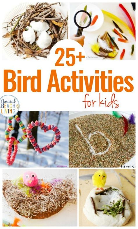 Here You'll find The Best Bird Activities for Preschoolers, All the best ideas for a Preschool Bird Theme with Lesson Plans, Hands on activities, Homemade Bird Feeders and Bird Science Activities for Preschoolers, Bird Crafts and Bird Activities for kids #preschool Bird Activities, Bird Crafts Preschool, Bird Nest Craft, Bird Seed Ornaments, Bird Feeder Craft, Preschool Science Activities, Homemade Bird Feeders, Activities For Preschoolers, Spring Preschool