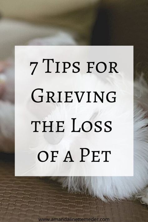 How To Cope With Loss Of Dog, How To Grieve A Pet, Dog On Couch, Loss Of A Dog, The Loss Of A Pet, Pet Quotes, Loss Of Pet, Yorkie Mix, Coping With Loss