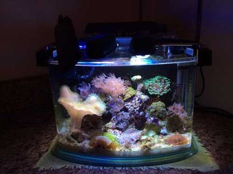 Nano aquarium is the term given to any moderately small aquarium. For all intents and purposes, I consider any aquarium under 30 gallons in volume Toadstool Coral, Salt Water Aquarium, Nano Reef Tank, Marine Fish Tanks, Pretty Fish, Nano Aquarium, Salt Water Fishing, Aquascape Aquarium, Saltwater Tank