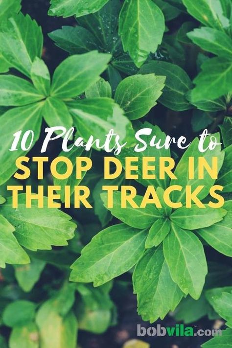 Deer Proof Landscaping Front Yard, Deer Friendly Landscaping, Deer Proof Landscaping, Deer Deterrent For Gardens, Deer Deterent Plants, How To Keep Deer Out Of Garden, Plants That Deer Will Not Eat, Deer Repellant Plants, Protecting Flowers From Deer